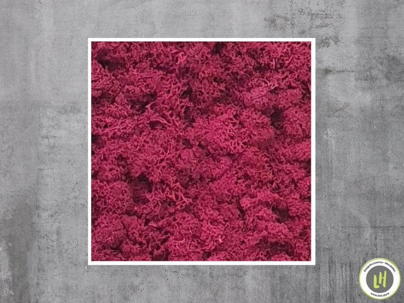Moosbild eckig Islandmoos - Fuchsia