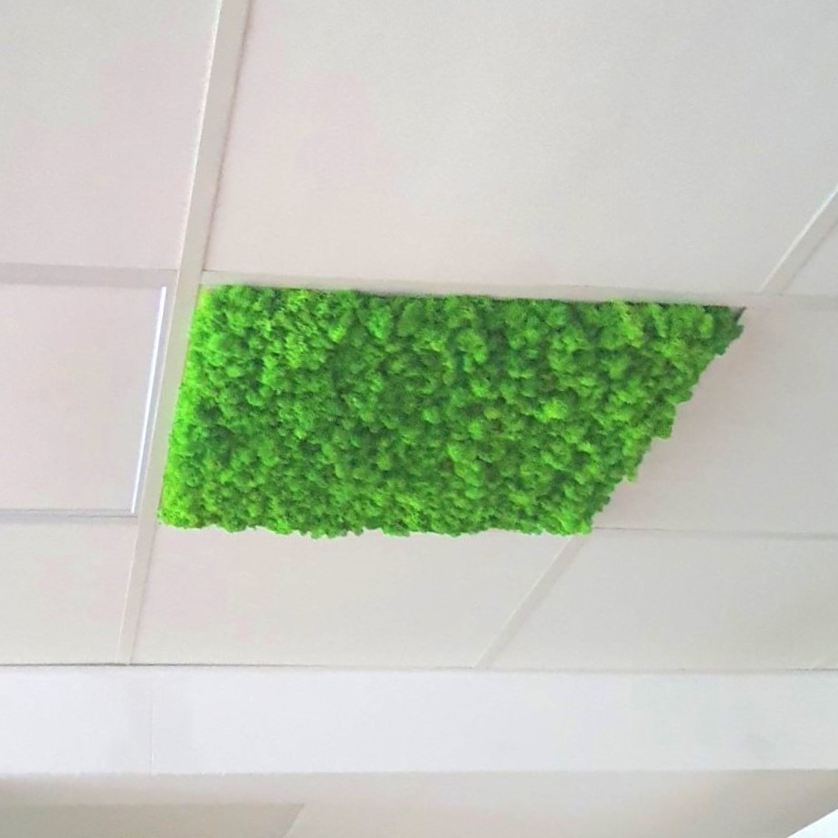 Moosbild für Rasterdecke