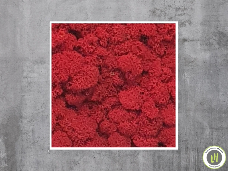 Moosbild eckig Islandmoos - Rot
