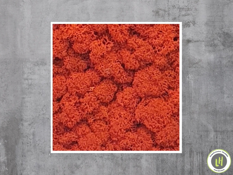 Moosbild eckig Islandmoos - Orange